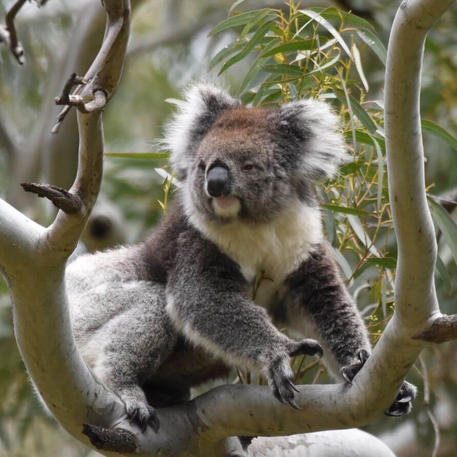 Koala Conservation Sustainable Travel Eco Holiday Accommodation NSW